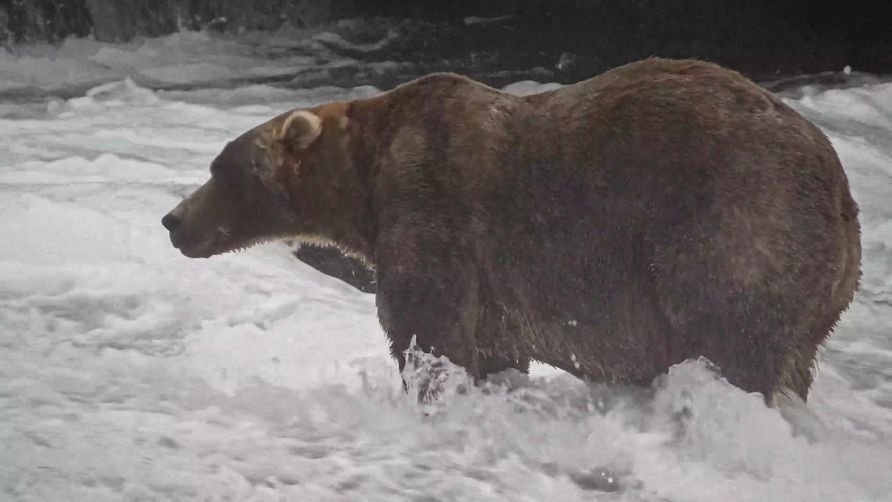 A big brown bear stands in a raging river