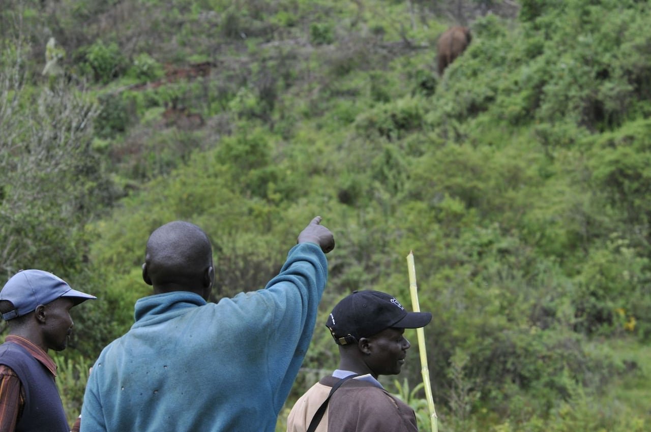 default-80 Three men pictured from behind in a lush mountainous region. One is pointing towards the horizon where an elephant can be seen out of focus.